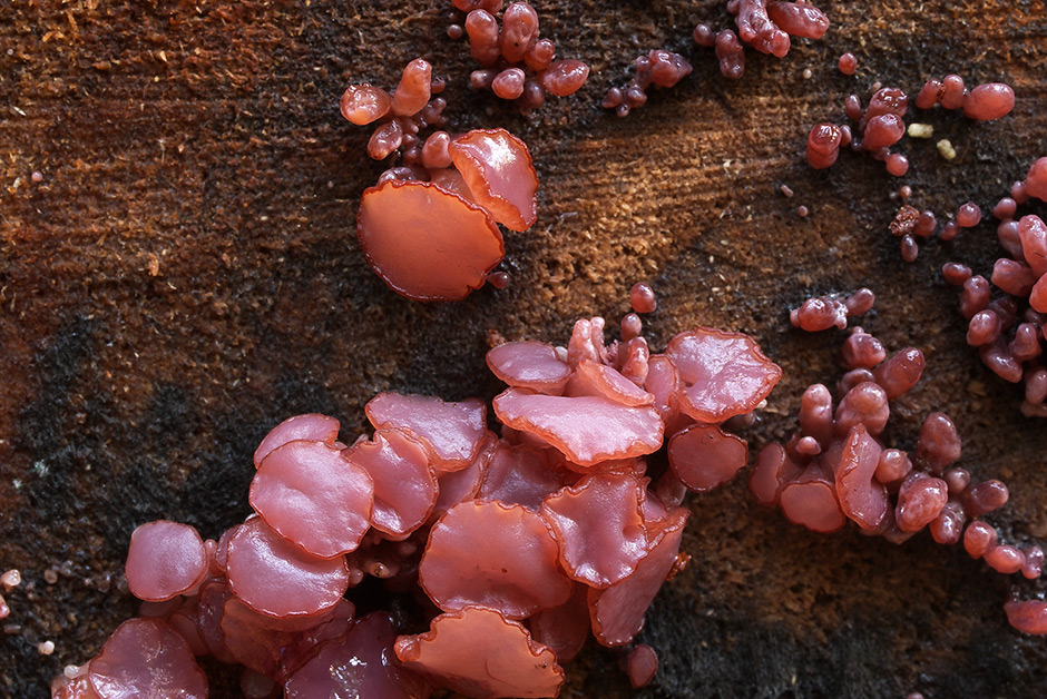 Ascocoryne cylichnium